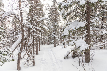 Winter landscape. Taganay national Park, Chelyabinsk region, South Ural, Russia