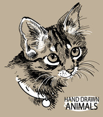 cat head freehand drawing in vintage style. Cute kitten wearing a collar. - 293064209