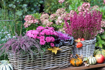 Herbstblumen in Pink im Korb als Gartendekoration