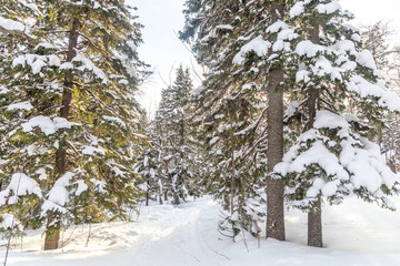 Winter landscape. Taganay national Park, Chelyabinsk region, South Ural, Russia