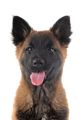 puppy tervueren dog in studio