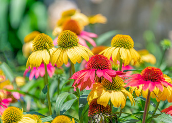A close-up of the colorful chrysanthemums in the flowers