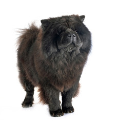 black chow chow