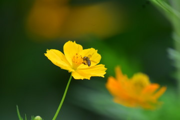 Honey bee on flower