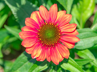 A close-up of the colorful chrysanthemums in the flowers