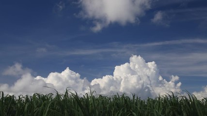 サトウキビ畑と積乱雲　タイムラプス