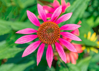 Obraz premium A close-up of the colorful chrysanthemums in the flowers