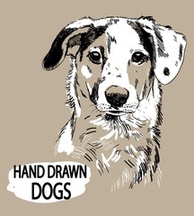 Spotted Dog. Drawing by hand a pen. Vintage drawing. - 293065039