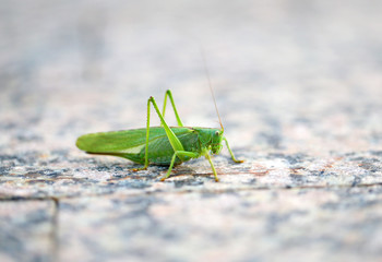 Photo of a beautiful green grasshopper
