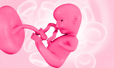 Embryonic development. Fetus. 3d illustration..