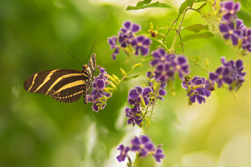 Butterfly Heliconius charitonius or zebra butterfly on purple flowers. Habitat region South America. Selective focus. Blurred background
