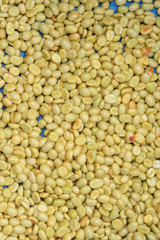 Coffee beans,In the ferment and wash method of wet processing