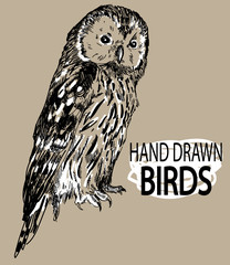Owl. Drawing by hand in vintage style. Owl sits with folded wings. Realistic illustration. - 293065402