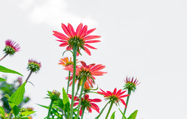 Beautiful red chrysanthemums on a white background