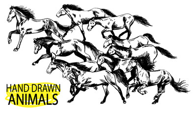 Running horse. A herd of mustangs. Drawing by hand in vintage style.