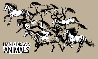Running horse. A herd of mustangs. Drawing by hand in vintage style.