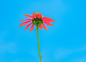 Beautiful red chrysanthemums under the blue sky