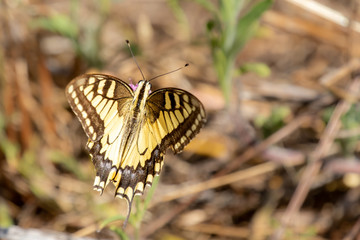 macro di un macaone, Papilio machaon