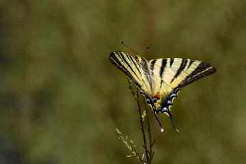 macro di un macaone, Papilio machaon