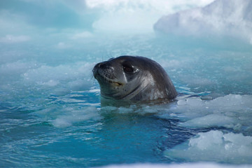 Weddell seal at breathing hole Coulman Island Antarctica
