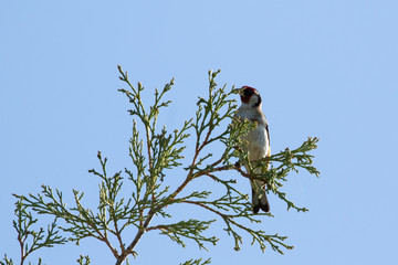 cardellino Carduelis carduelis su albero in toscana