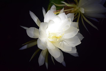 Epiphyllum oxypetalum(Nisagandhi)
