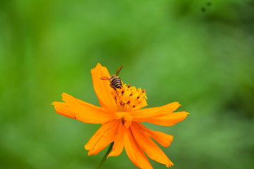 Honeybee on flower