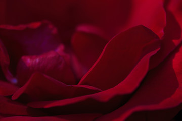 Colorful, beautiful, delicate rose in the garden. Red Rose.