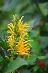 Flower in the garden