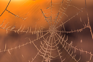 Frozen spiders web on a cold autumn morning