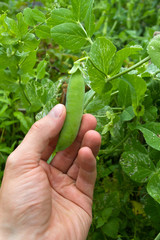 the hand of man picks the pod of peas