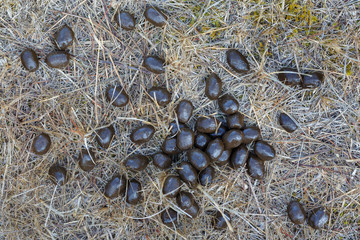Excrementos de ciervo común sobre la hierba seca. Cervus elaphus.