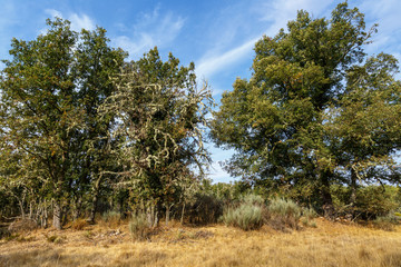 Obraz premium Robles con líquenes. Rebollos. Quercus pyrenaica. Sierra de la Culebra, Zamora, España.