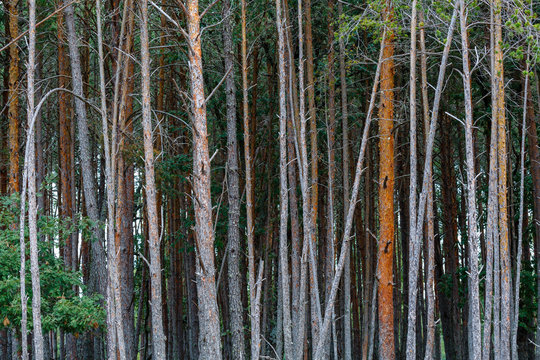 Troncos elevados en un bosque de pino albar en la Sierra de la Culebra, Zamora, España. Pinus sylvestris.