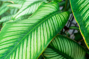 Naklejka na ściany i meble Closeup Green leaf nature for background . greenery tree leaves. 