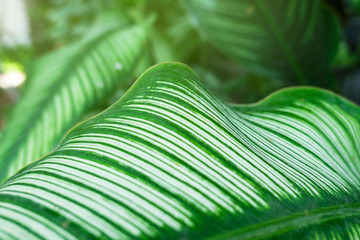 Closeup Green leaf nature for background . greenery tree leaves. 