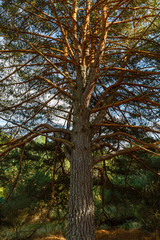 Pino albar o silvestre de gran tamaño en la Sierra de la Culebra, Zamora, España. Pinus sylvestris.