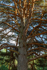 Pinus sylvestris. Pino albar o silvestre de gran tamaño en la Sierra de la Culebra, Zamora, España.