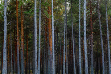 Bosque de elevados troncos de pino silvestre o albar en la Sierra de la Culebr, Zamora, España. Pinus sylvestris.