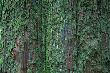 苔の生えた木(Mossy tree bark)