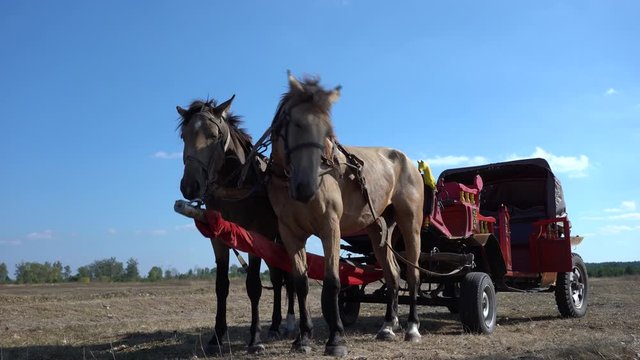 Vintage chariot with two horses on field during  Ethno-eco festival Kolodar in city Slavuta, Ukraine