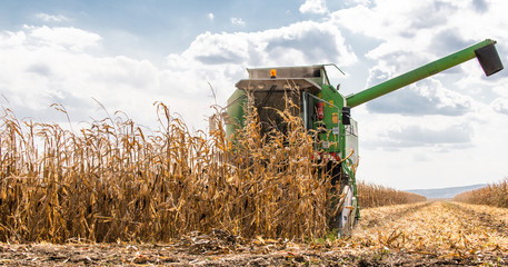 Combine harvester working in a corn field