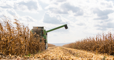 Combine harvester working in a corn field