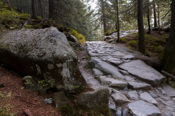 calm path made of rocks in the forest