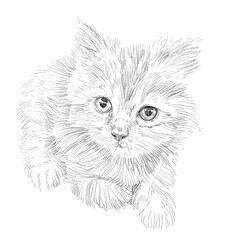 Drawing of adorable cat lying on white background.
