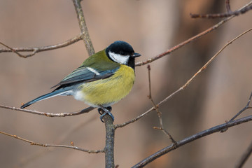 Spring