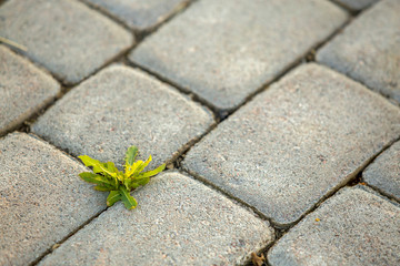Weed plants growing between concrete pavement bricks.