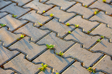 Weed plants growing between concrete pavement bricks.