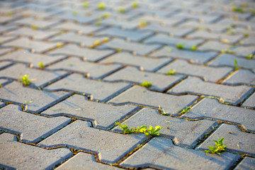 Weed plants growing between concrete pavement bricks.