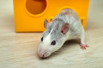 White funny domestic pet rat and a toy house.